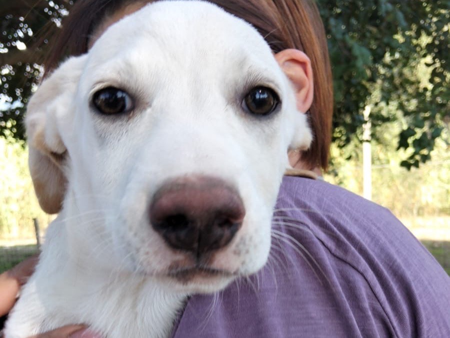Adozione cane, femmina, Razza sconosciuta Razza sconosciuta, 4 mesi, taglia media, Ragusa