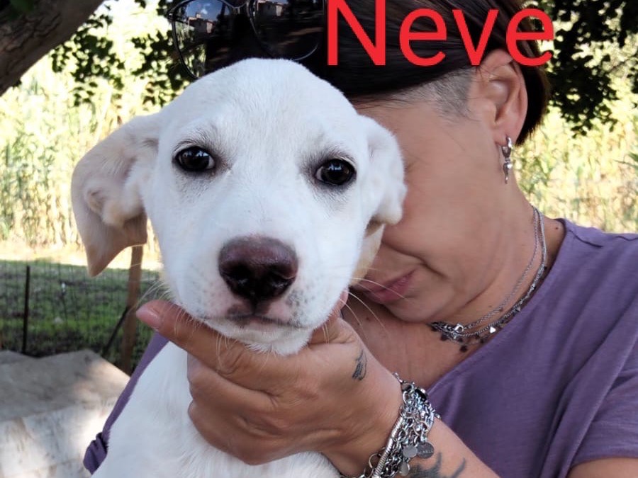 Adozione cane, maschio, Razza sconosciuta Razza sconosciuta, 4 mesi, taglia media, Ragusa