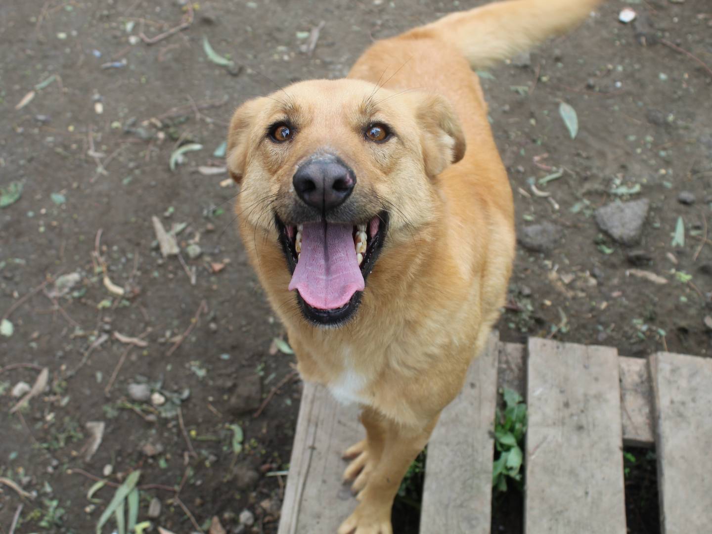 Adozione cane, femmina, Razza sconosciuta Razza sconosciuta, 9 anni e 5 mesi, taglia media, Catania