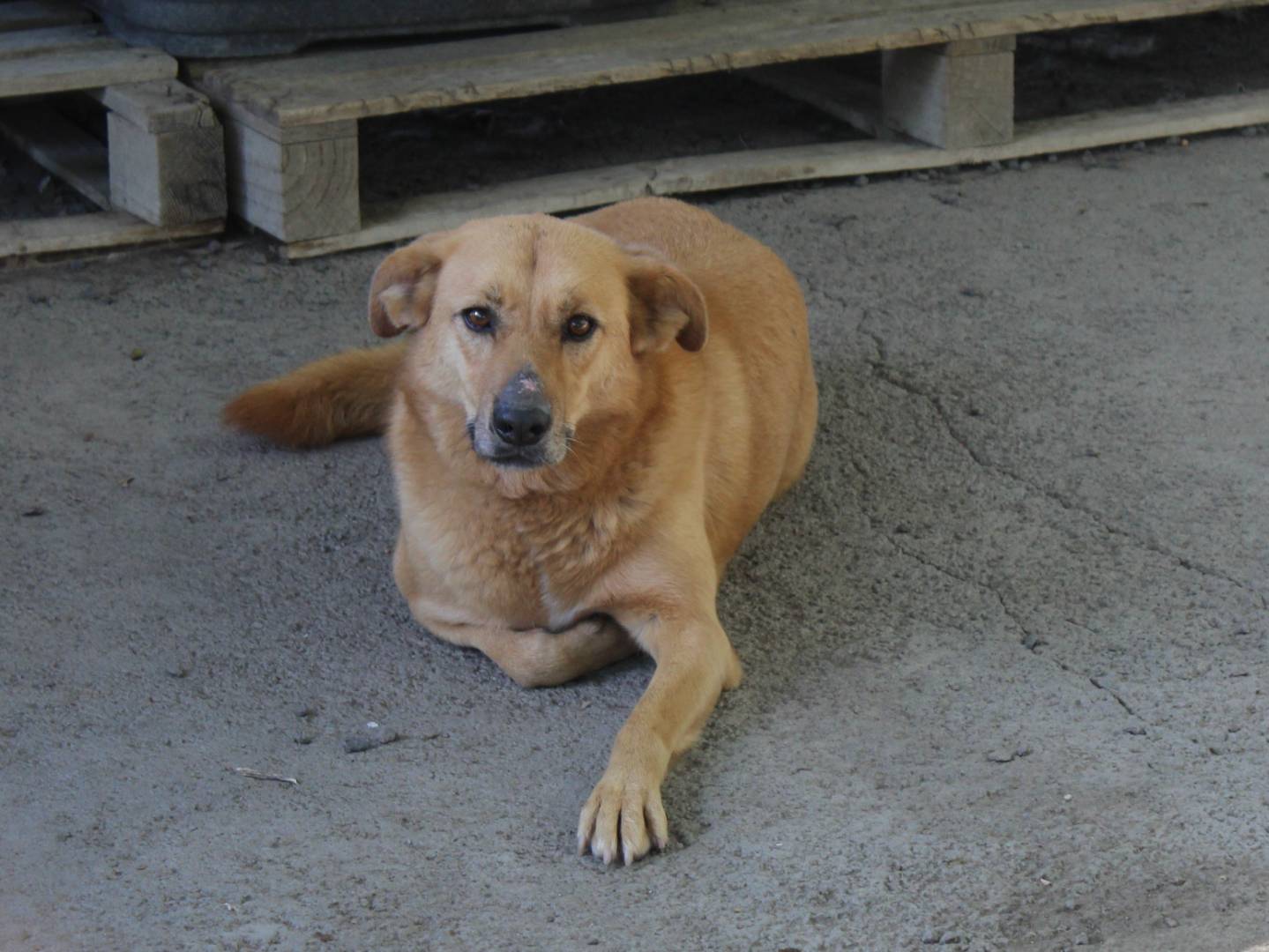 Adotta un cane, femmina, 9 anni e 5 mesi, Catania