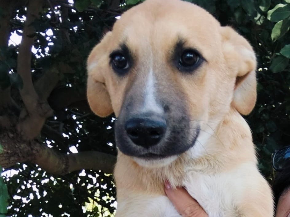 Adozione cane, maschio, Razza sconosciuta Razza sconosciuta, 3 mesi, taglia media, Ragusa