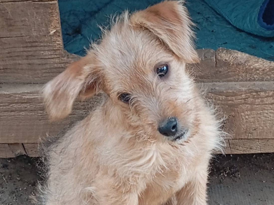 Adozione cane, maschio, Razza sconosciuta Razza sconosciuta, 2 mesi, taglia media contenuta, Frosinone