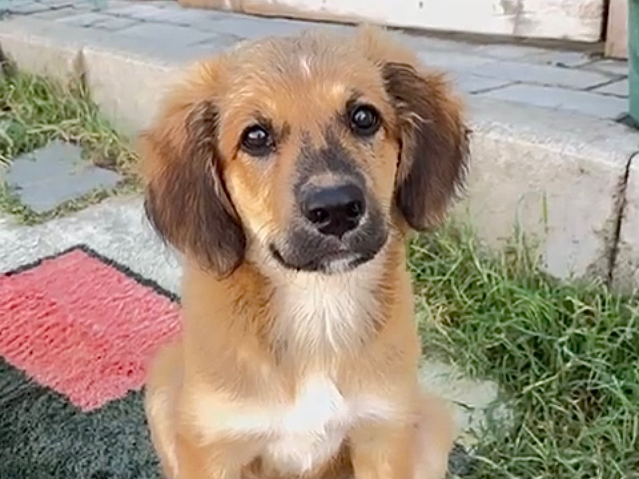Adozione cane, maschio, Razza sconosciuta Razza sconosciuta, 4 mesi, taglia media, Milano