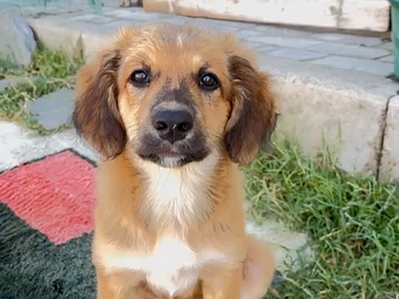 Adotta un cane, maschio, 4 mesi, Milano