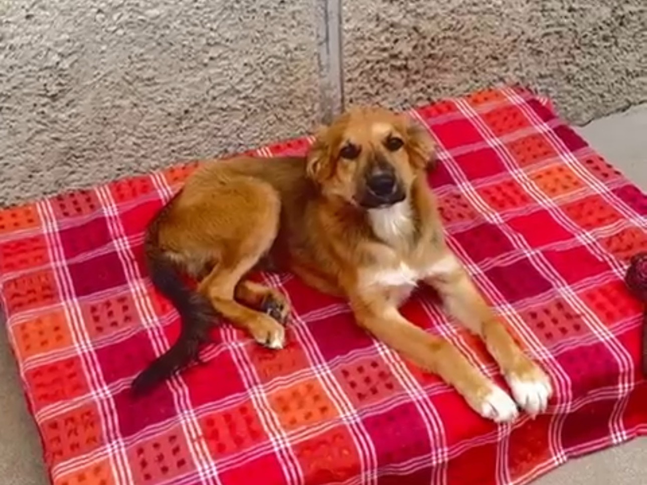 Adotta un cane, taglia media, maschio, Milano