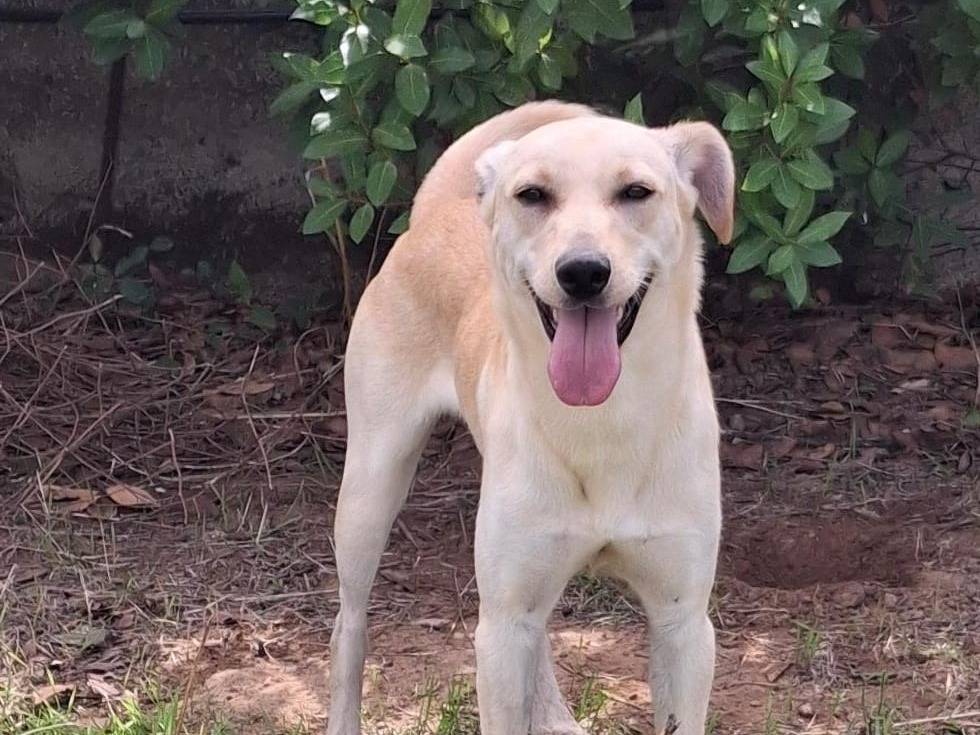 Adotta un cane, maschio, 8 mesi, Crotone
