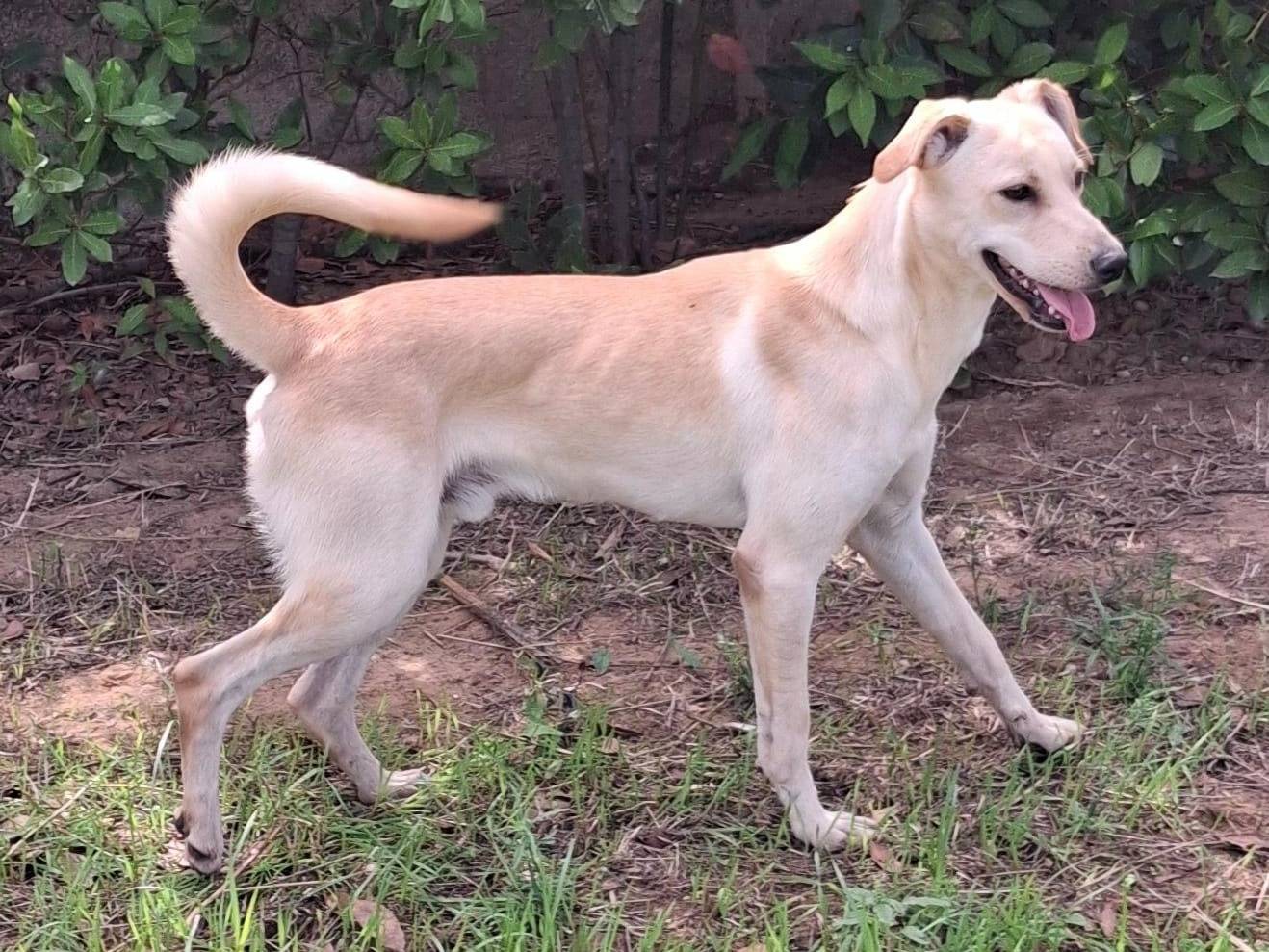 Adotta un cane, taglia media, maschio, Crotone