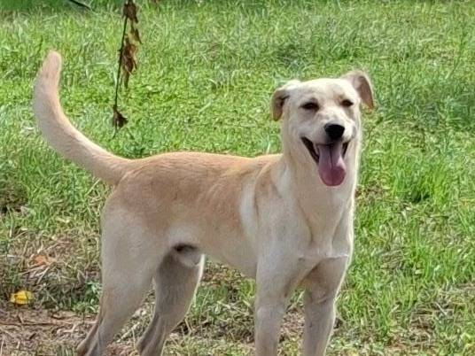 Vuoi adottare un cane a Crotone?
