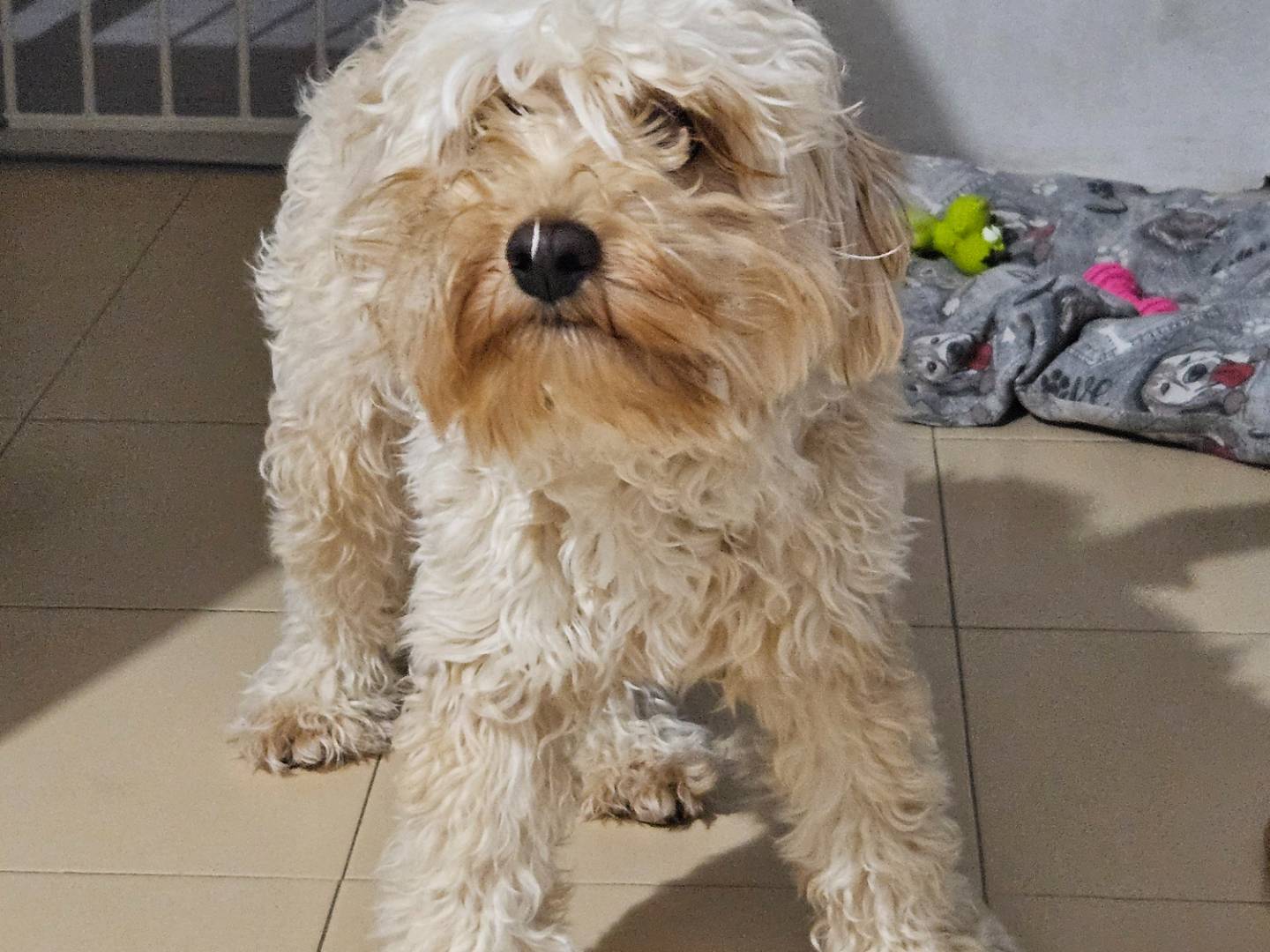 Adozione cane, maschio, Barbone Maltese, 11 mesi, taglia piccola, Terni