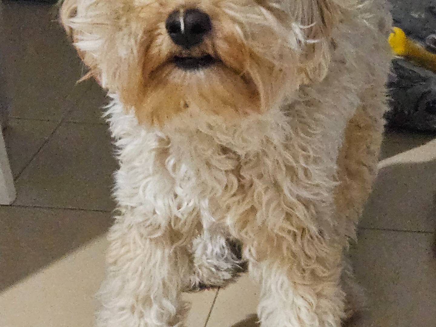Adotta un cane, maschio, 11 mesi, Terni
