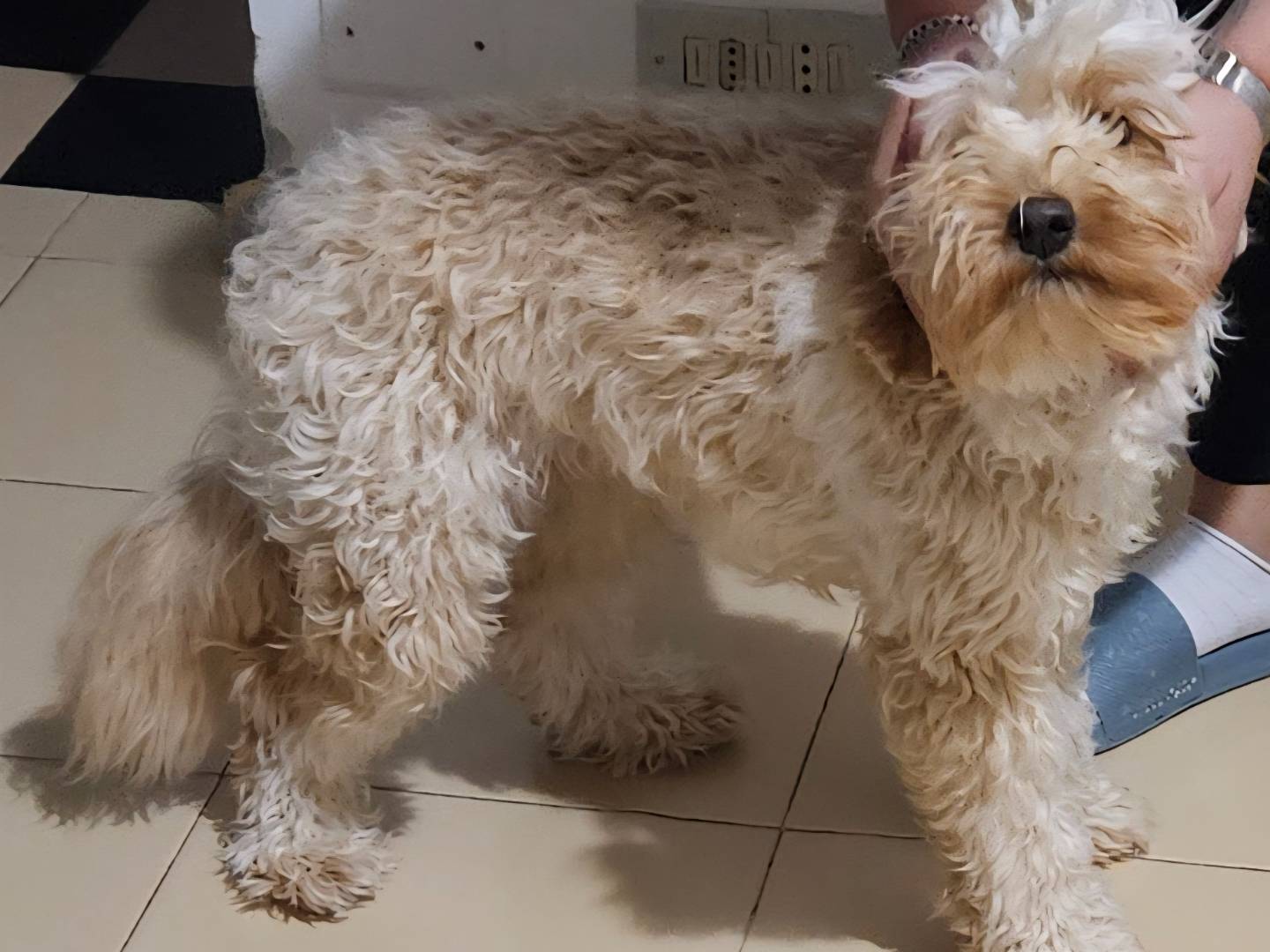 Adotta un cane, taglia piccola, maschio, Terni