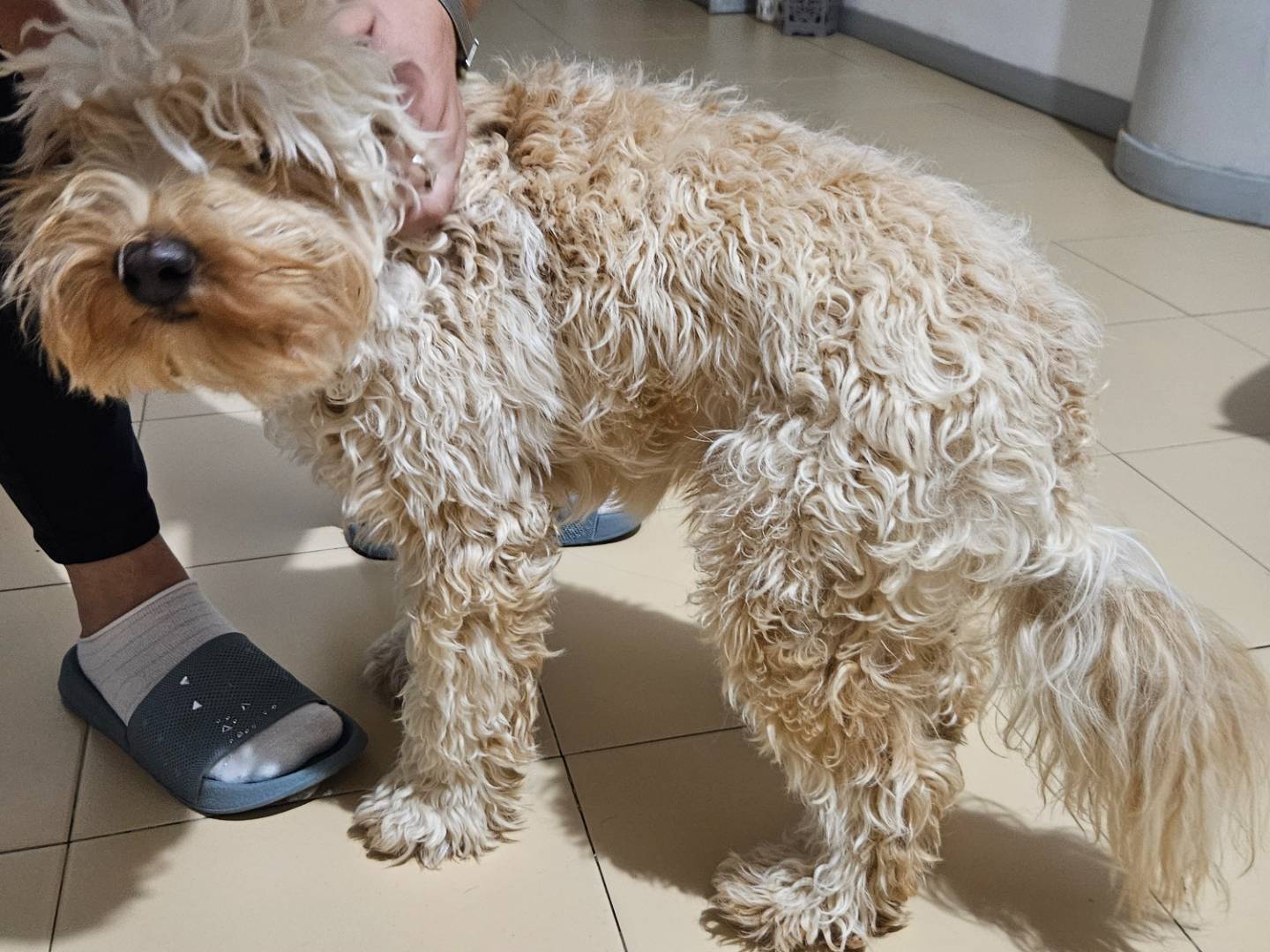 Vuoi adottare un cane a Terni?