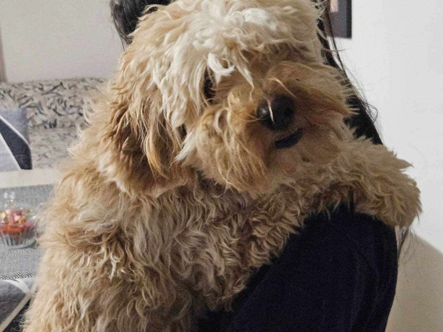 Adotta il cane Aky a Terni