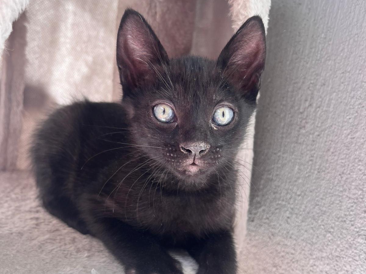 Adozione gatto, femmina, Razza sconosciuta Razza sconosciuta, 2 mesi, taglia non valida, Milano