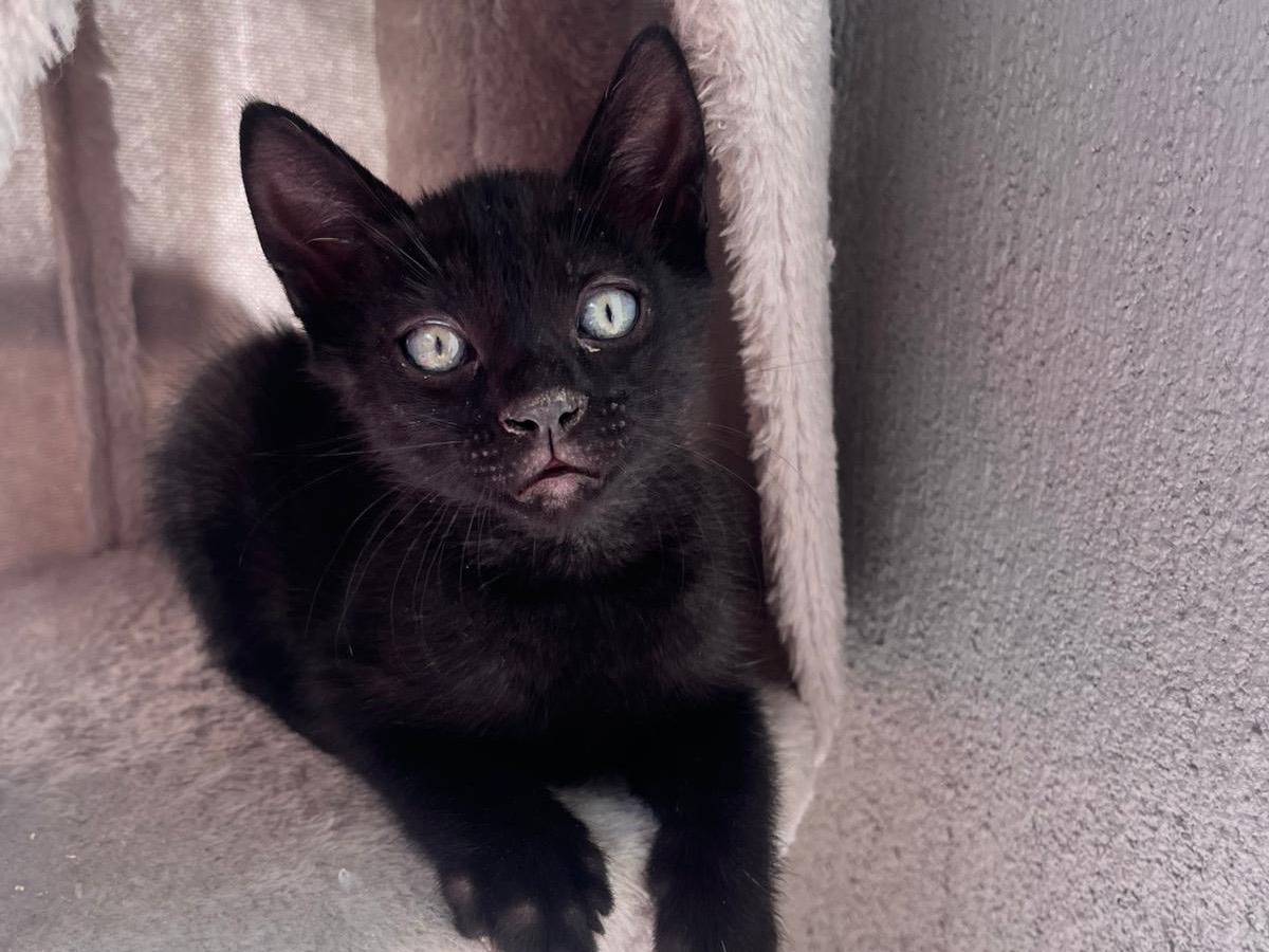 Adotta un gatto, femmina, 2 mesi, Milano
