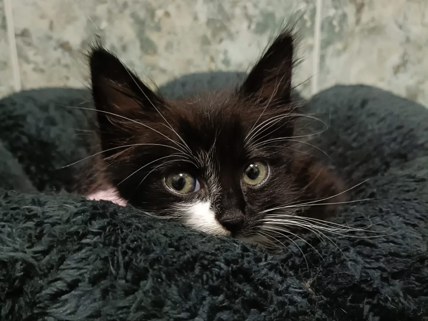 Adozione gatto, maschio, Razza sconosciuta Razza sconosciuta, 2 mesi, taglia non valida, Perugia