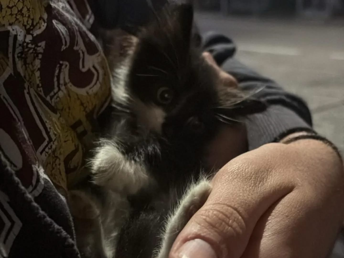 Adotta un gatto, maschio, 2 mesi, Perugia