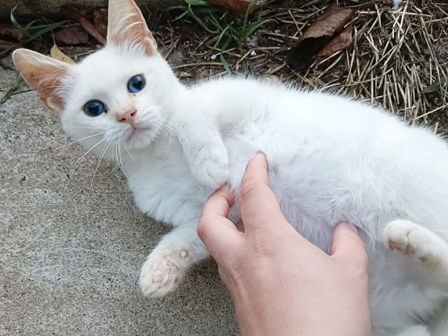 Adozione gatto, maschio, Razza sconosciuta Razza sconosciuta, 3 mesi, taglia non valida, Perugia