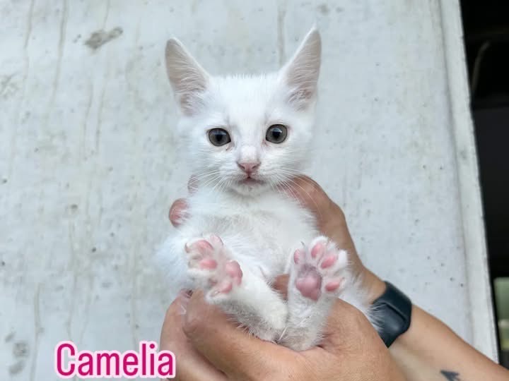 Adozione gatto, femmina, Razza sconosciuta Razza sconosciuta, 3 mesi, taglia non valida, Perugia