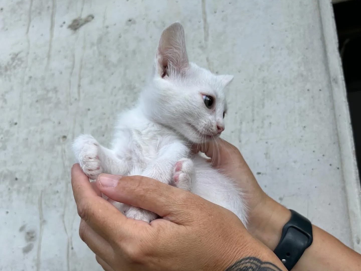 Adozione gatto, femmina, Razza sconosciuta Razza sconosciuta, 3 mesi, taglia non valida, Perugia