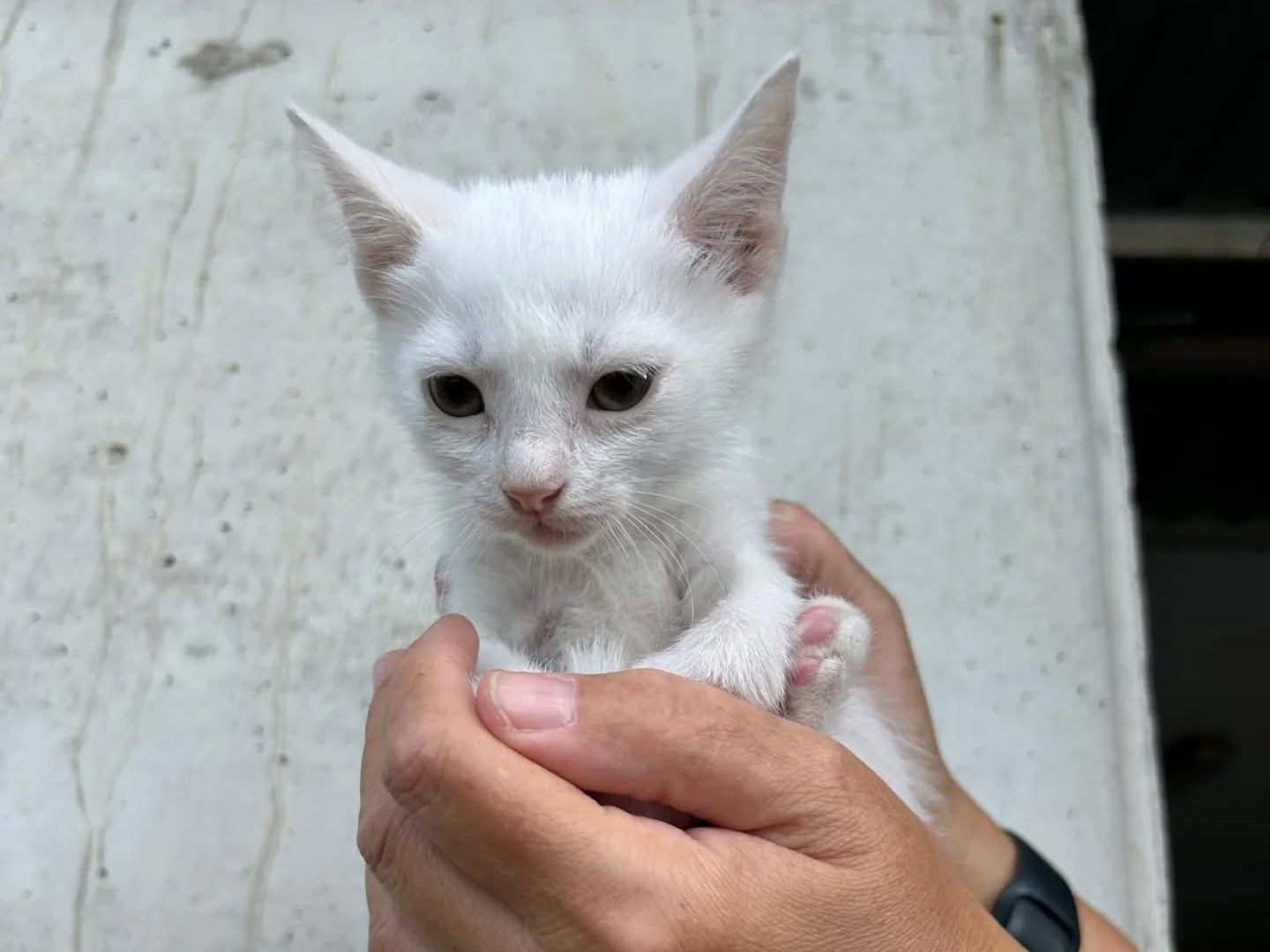 Adotta un gatto, femmina, 3 mesi, Perugia