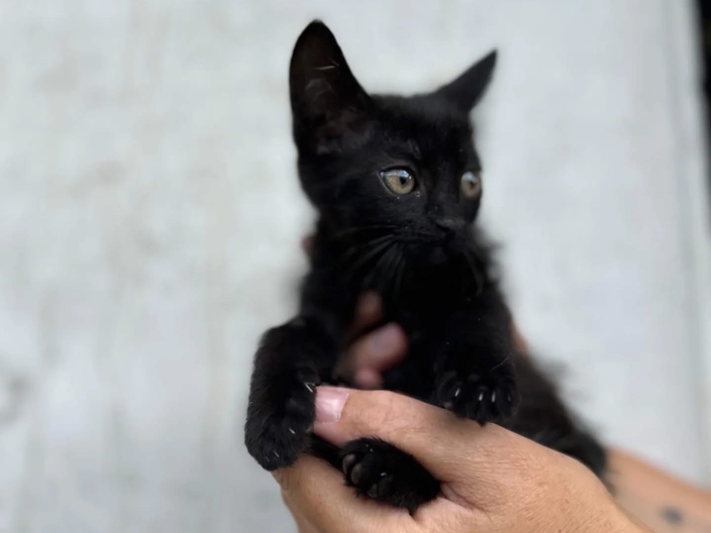 Adozione gatto, maschio, Razza sconosciuta Razza sconosciuta, 3 mesi, taglia non valida, Perugia