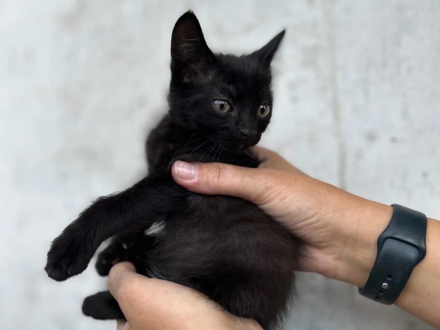 Adotta un gatto, maschio, 3 mesi, Perugia