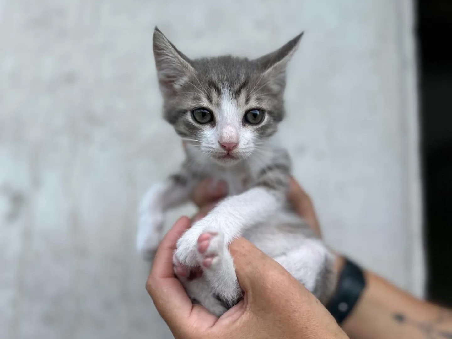 Adozione gatto, maschio, Razza sconosciuta Razza sconosciuta, 3 mesi, taglia non valida, Perugia