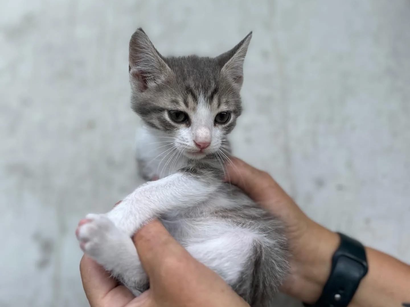 Adotta un gatto, maschio, 3 mesi, Perugia