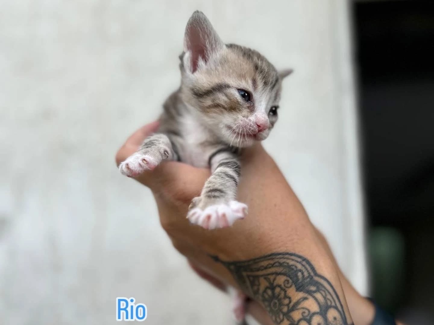 Adozione gatto, maschio, Razza sconosciuta Razza sconosciuta, 2 mesi, taglia non valida, Perugia