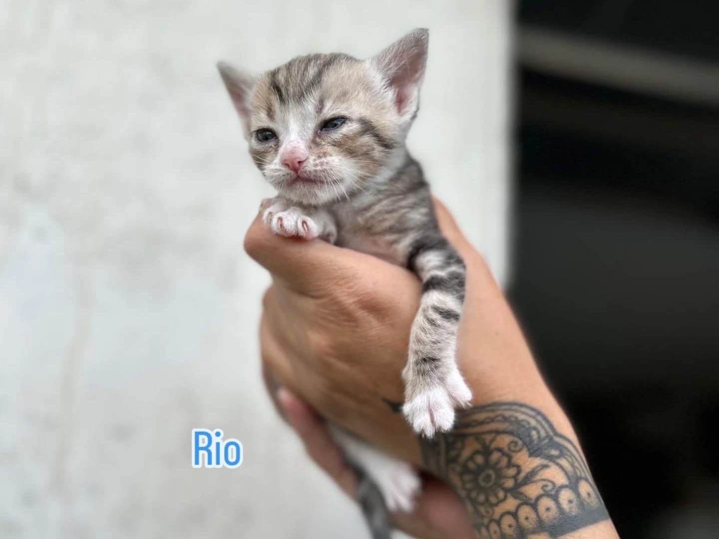 Adotta un gatto, maschio, 2 mesi, Perugia