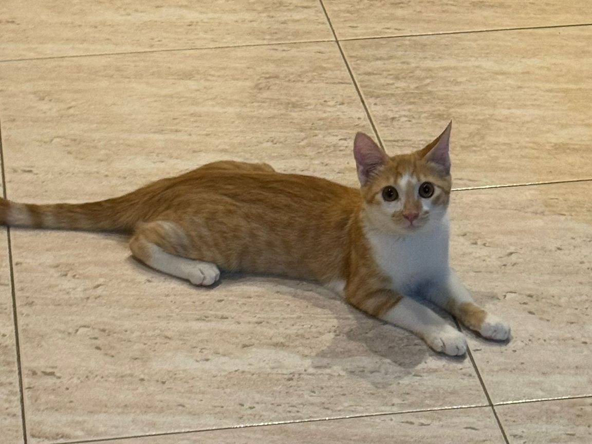 Adozione gatto, maschio, Razza sconosciuta Razza sconosciuta, 7 mesi, taglia non valida, Caserta