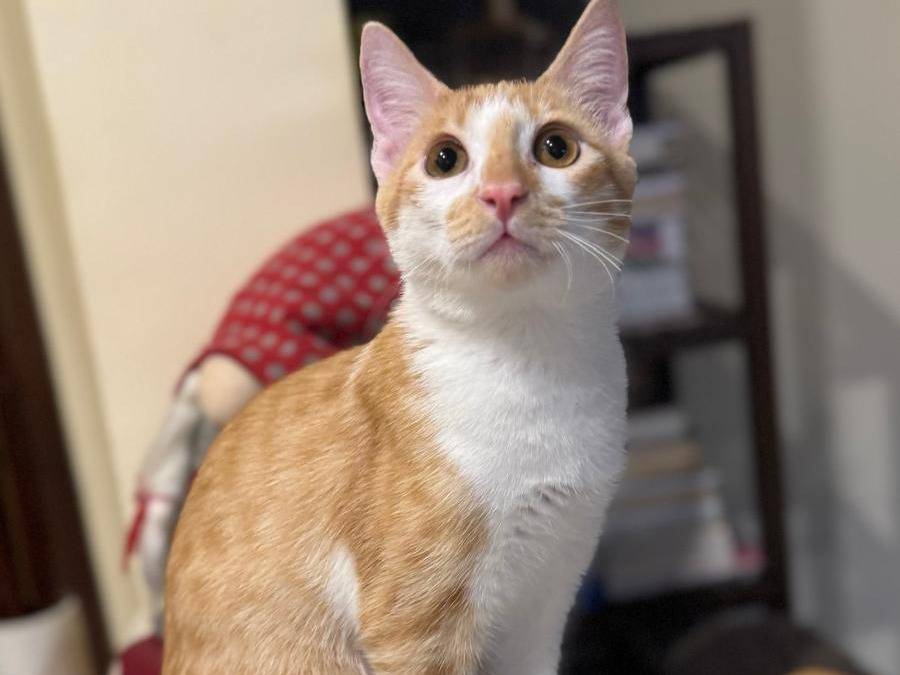 Adotta un gatto, maschio, 7 mesi, Caserta