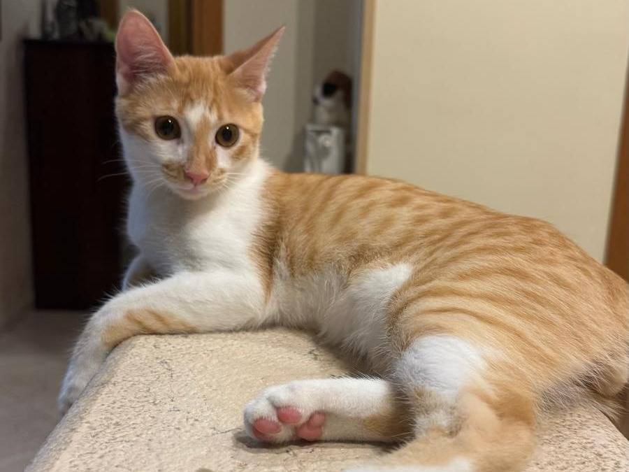 Adotta un gatto, taglia non valida, maschio, Caserta
