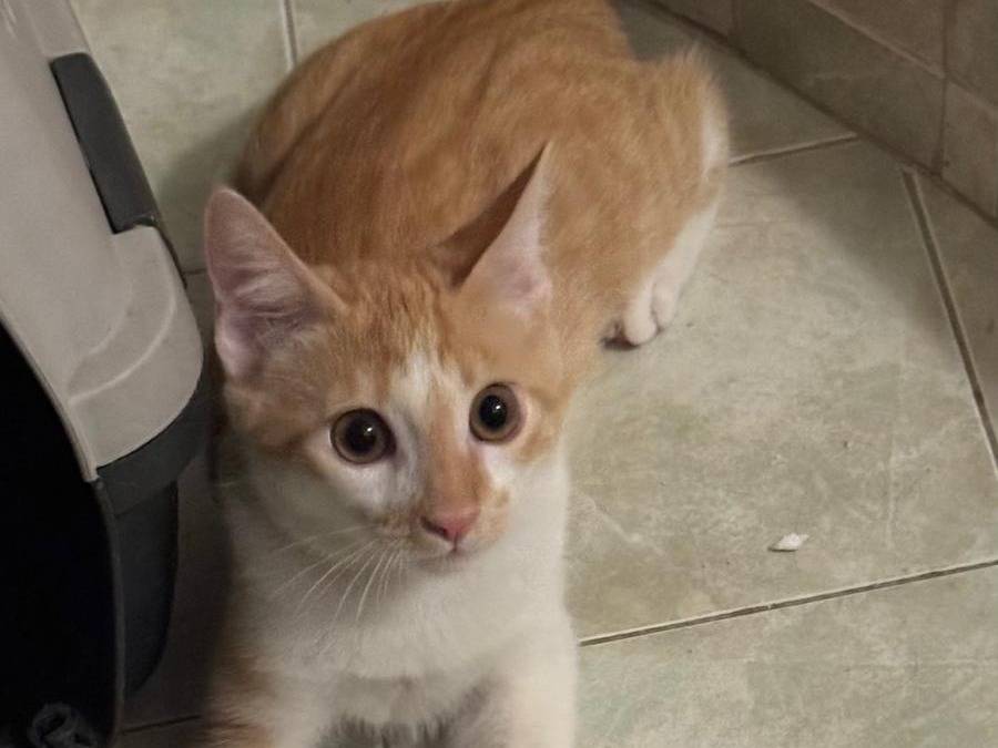 Vuoi adottare un gatto a Caserta?