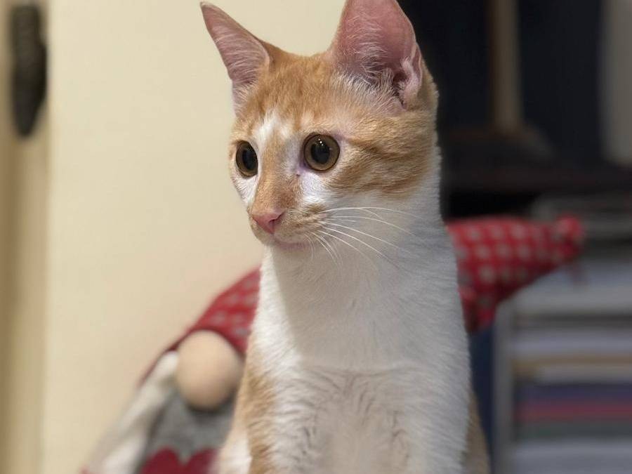 Adotta il gatto LUCIO a Caserta
