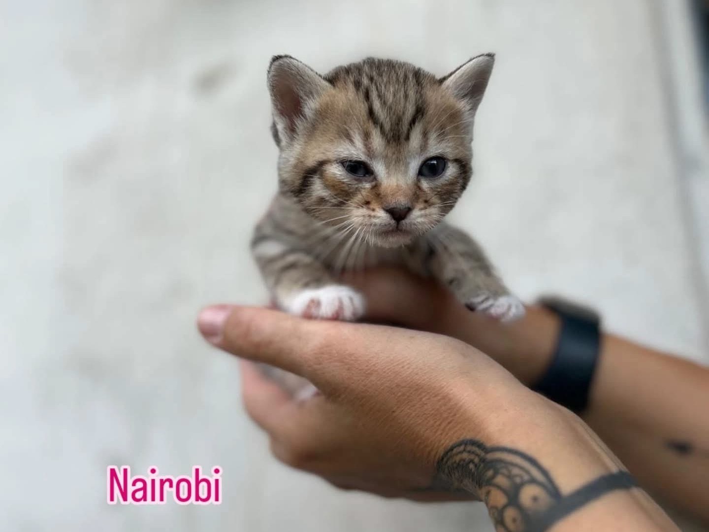 Adozione gatto, femmina, Razza sconosciuta Razza sconosciuta, 2 mesi, taglia non valida, Perugia