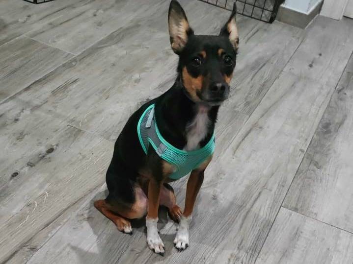 Adozione cane, femmina, Razza sconosciuta Razza sconosciuta, 1 anno e 10 mesi, taglia piccola, Frosinone