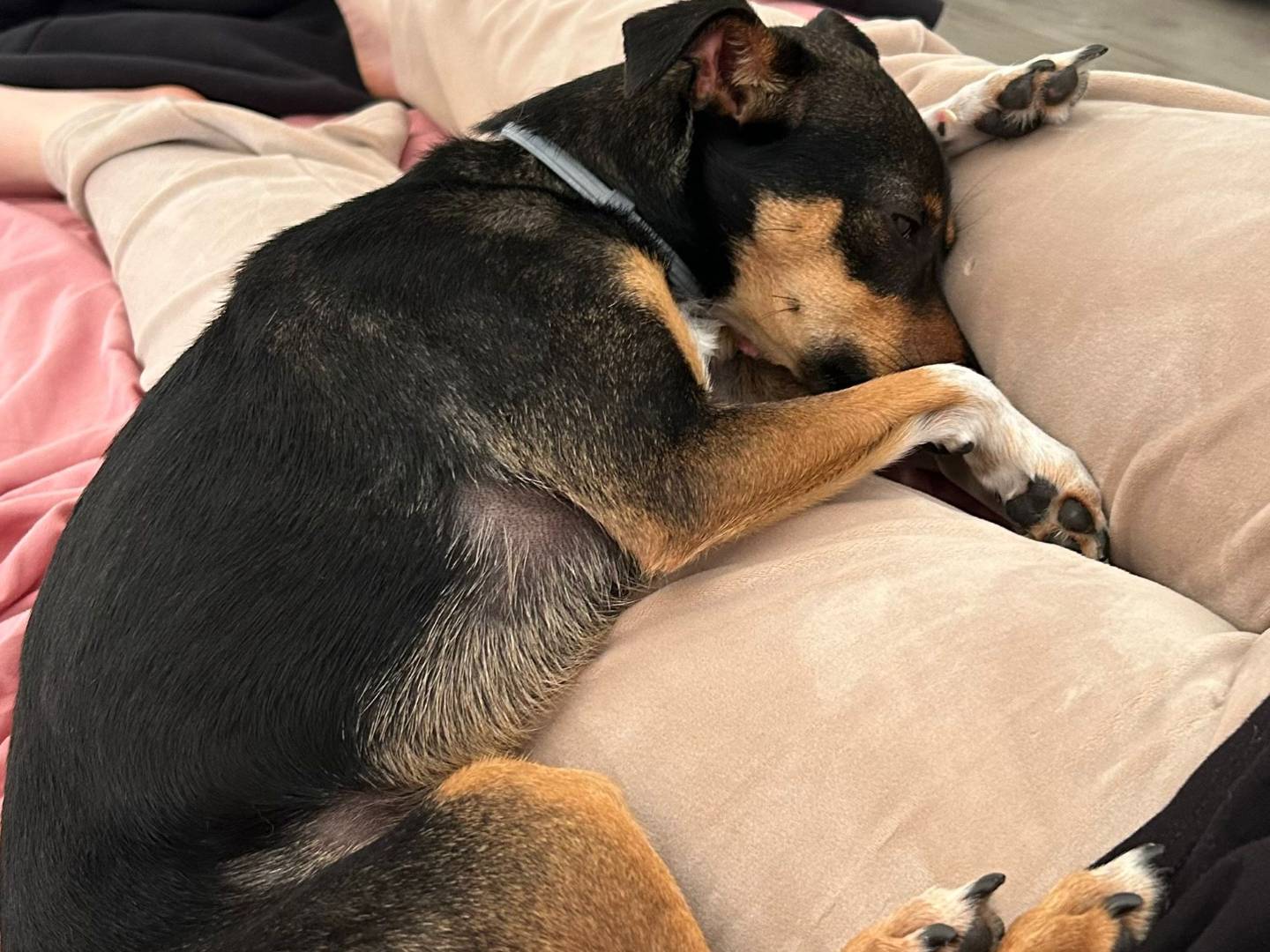 Adotta un cane, femmina, 1 anno e 10 mesi, Frosinone