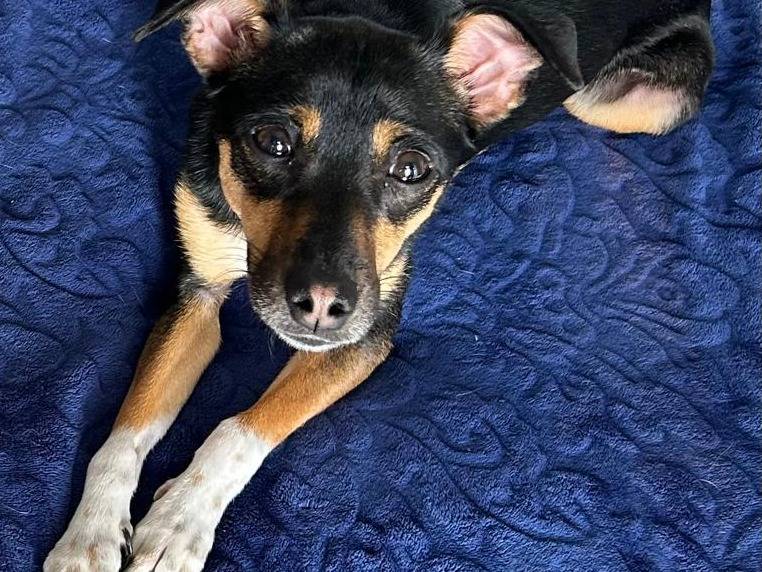 Adotta un cane, taglia piccola, femmina, Frosinone