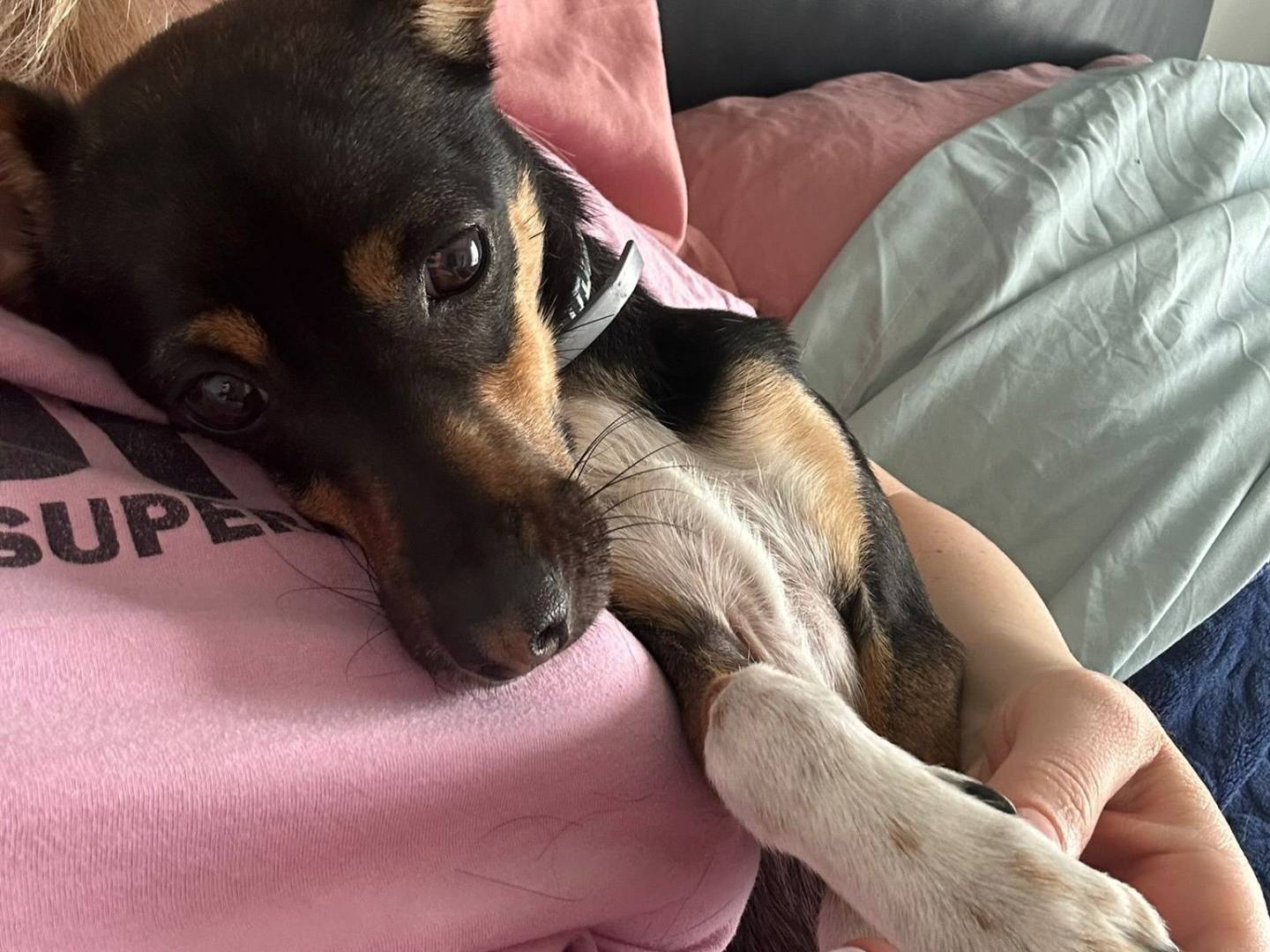 Vuoi adottare un cane a Frosinone?