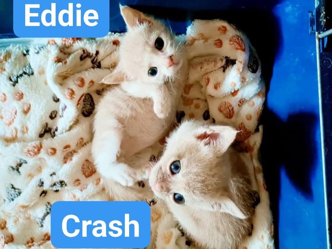 Adozione gatto, maschio, Razza sconosciuta Razza sconosciuta, 1 mesi, taglia non valida, Perugia