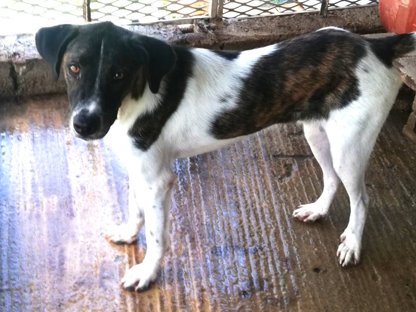 Adozione cane, maschio, Razza sconosciuta Razza sconosciuta, 9 mesi, taglia media contenuta, Messina