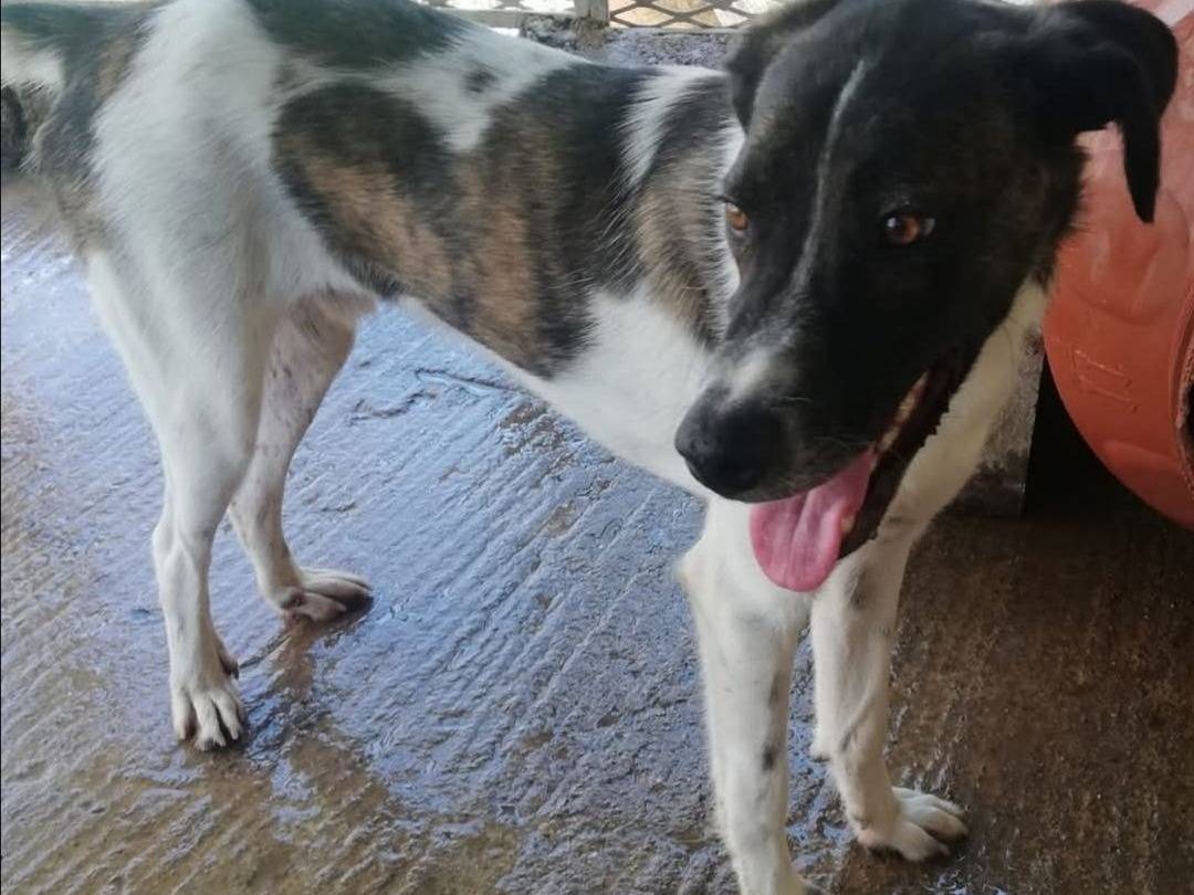 Adotta un cane, maschio, 9 mesi, Messina
