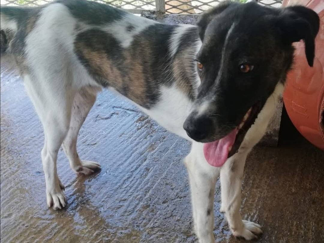 Adotta un cane, taglia media contenuta, maschio, Messina