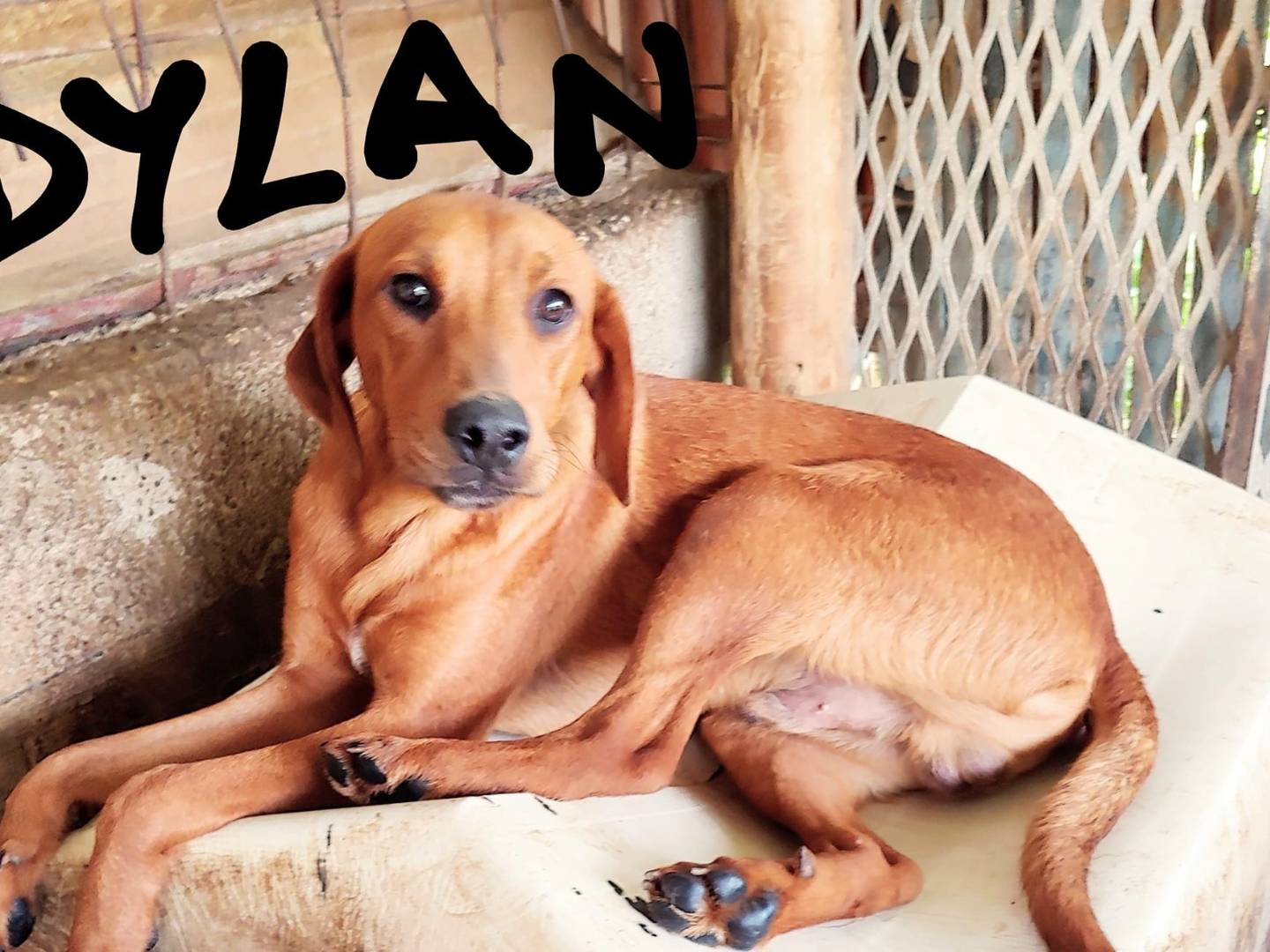 Adozione cane, maschio, Razza sconosciuta Razza sconosciuta, 3 anni e 6 mesi, taglia media contenuta, Messina