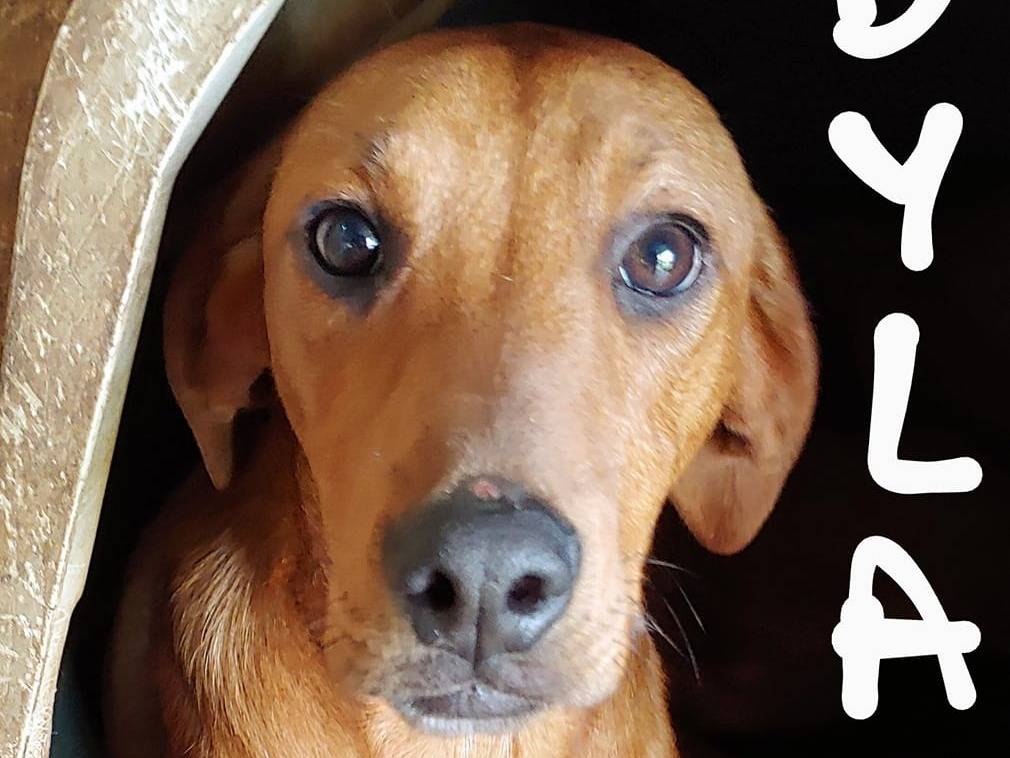 Adotta un cane, maschio, 3 anni e 6 mesi, Messina