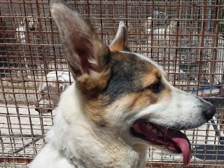 Adozione cane, maschio, Razza sconosciuta Razza sconosciuta, 4 anni e 3 mesi, taglia grande, Belluno