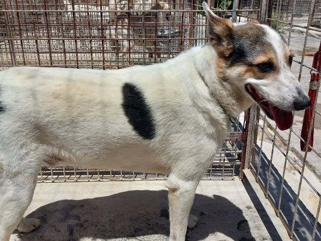 Adotta un cane, maschio, 4 anni e 3 mesi, Belluno