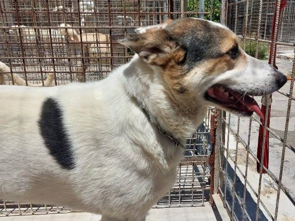 Adotta un cane, taglia grande, maschio, Belluno